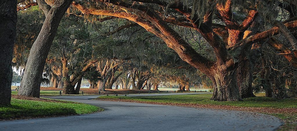 picture of oak trees and a road