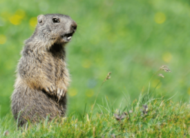 Does Your Portfolio Feel Like Groundhog Day All Over Again?