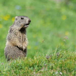 Does Your Portfolio Feel Like Groundhog Day All Over Again? 6