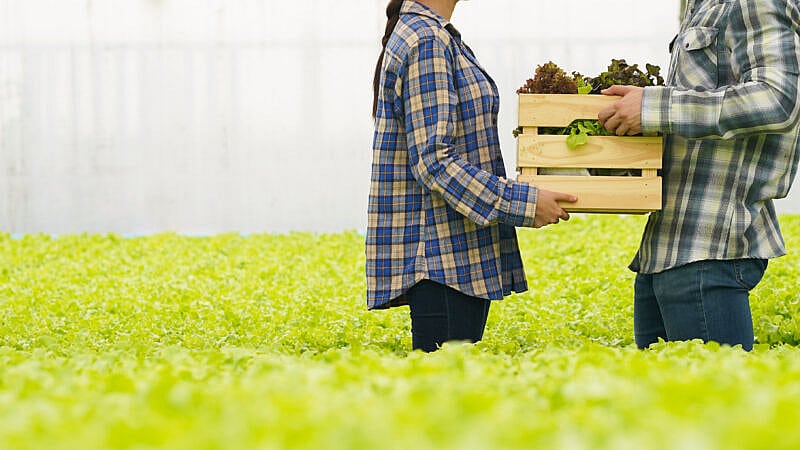 Farmer,Harvest,Farm,Products,And,Fresh,Vegetables,In,Hydroponic,Organic Farmer,Harvest,Farm,Products,And,Fresh,Vegetables,In,Hydroponic,Organic
